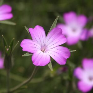 Семена коростеля (Agrostemma githago) De Bolster Corncockle - премиальные органические семена из Нидерландов