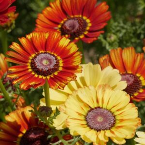Семена хризантемы (Chrysanthemum carinatum) De Bolster Flame Shades - премиальные органические семена из Нидерландов