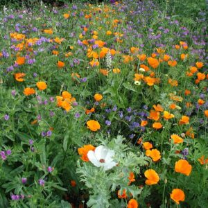 Цветочная смесь De Bolster Flower Mixture, средне-высокая - премиальные органические семена из Нидерландов
