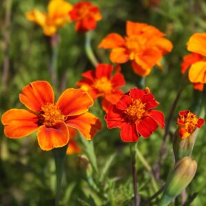 Семена низкорослых чикве (Tagetes patula) De Bolster French Marigold Wild - премиальные органические семена из Нидерландов