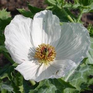 Семена мака (Argemone polyanthemos) De Bolster Crested Prickly Poppy - премиальные органические семена из Нидерландов