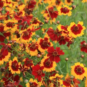 Семена кореопсиса равнинного (Coreopsis tinctoria) De Bolster Plains Coreopsis - премиальные органические семена из Нидерландов