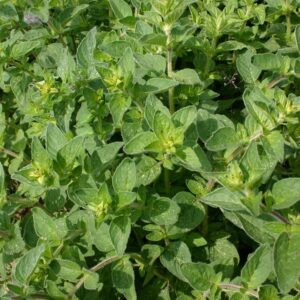 Семена пуны (Origanum vulgare) De Bolster Oregano - премиальные органические семена из Нидерландов.