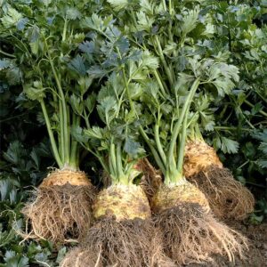 Семена сельдерея (Apium graveolens) De Bolster Balena F1 - премиальные органические семена из Нидерландов