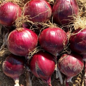 Семена лука (Allium cepa) De Bolster Redlander F1 - премиальные органические семена из Нидерландов
