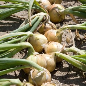 Семена лука (Allium cepa) De Bolster Hylander F1 - органические семена высшего качества из Нидерландов