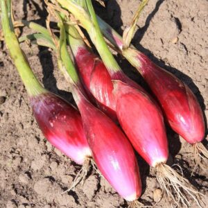 Семена лука (Allium cepa) De Bolster Red Long of Florence - органические семена премиум качества из Нидерландов