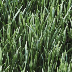 Семена кормовой ржи (Secale cereale) De Bolster Forage Rye - Зеленое удобрение - премиальные органические семена из Нидерландов