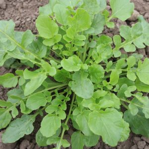 Семена зимнего кресса (Barbarea vulgaris) De Bolster Bittercress - премиальные органические семена из Нидерландов.