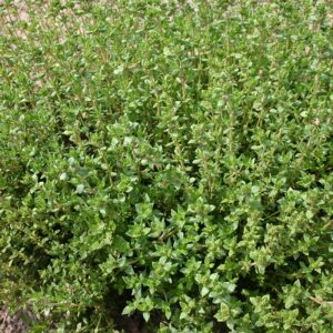 Семена тимьяна (Thymus vulgaris) De Bolster German Winter - премиальные органические семена из Нидерландов